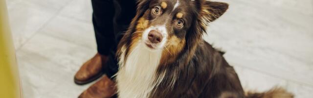 Торговый центр T1 пояснил свою политику по отношению к домашним питомцам