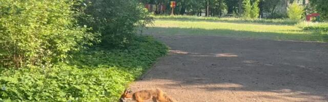 В Нарве замечена рыжая гостья – лиса