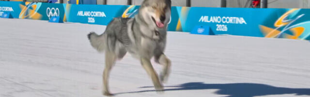 Попавшая в кадр на Олимпиаде похожая на волка собака – сравнительно новая порода