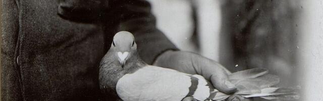 Вам голубеграмма!