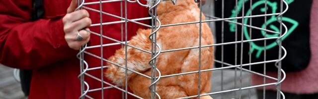 Рекордную петицию по запрету клеточного содержания кур передадут Рийгикогу