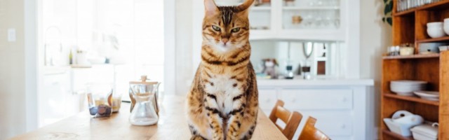Что говорит кот: мобильное приложение позволяет переводить мяуканье на человеческий язык