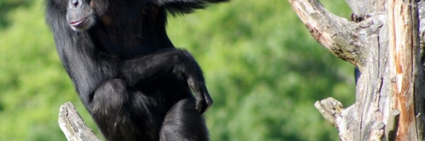 У шимпанзе Бетти из Таллиннского зоопарка наблюдаются проблемы со здоровьем