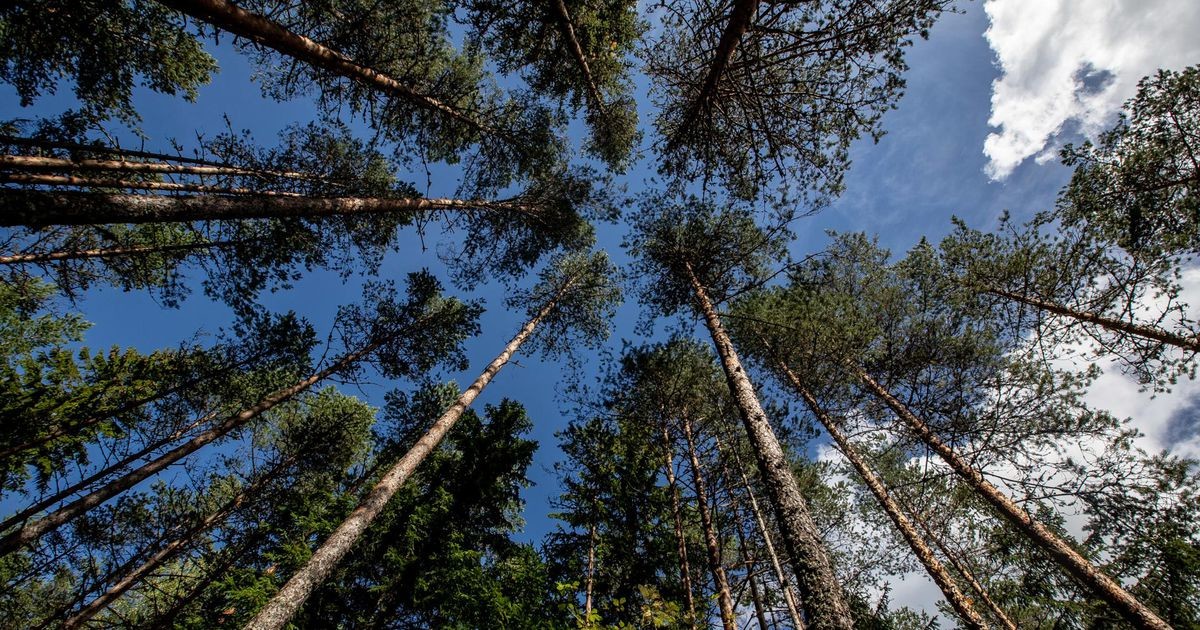 Занята лесами. Лесной сектор. Лесная промышленность Эстония. Стандарт лес. Открыт лес.