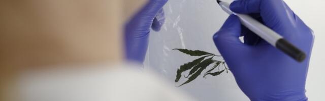 Исследование сточных вод: каннабис, амфетамин и кокаин обнаружены повсеместно