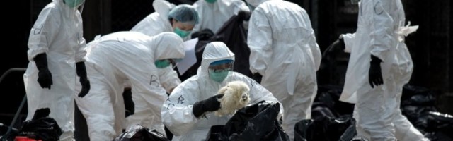Департамент здоровья: в Эстонии вероятность распространения птичьего гриппа на человека очень мала