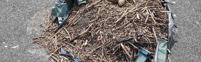 Владельцам домов следует осмотреть свои строения перед началом сезона гнездования