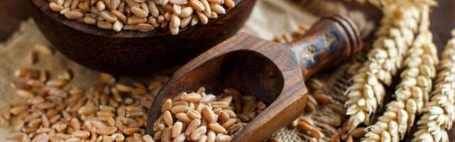 Полба: что это за крупа, польза, как варить, рецепты приготовления