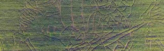 Каждое лето в кукурузном лабиринте Тореталу блуждают сотни людей