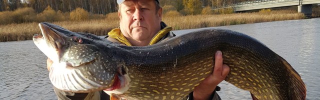 Эстонский рыбак поймал щуку весом более 13 килограммов