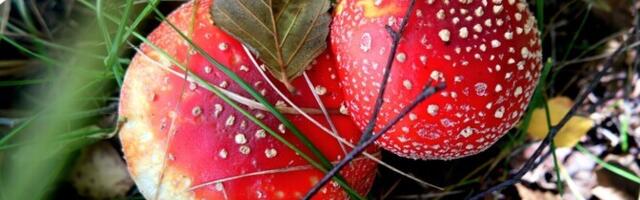 Опасные для детей грибы можно встретить и в своем саду