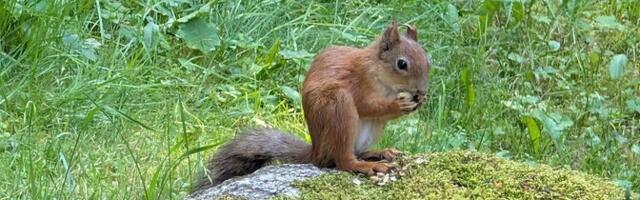 Спасателей вызвали в Мустамяэ ловить в квартире белку