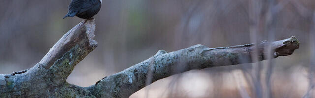 Декабрь начнется с плюсовых температур