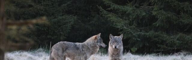 За последний охотничий сезон в Эстонии застрелили 151 волка
