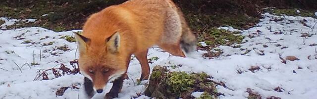 Птичий грипп обнаружили даже у лис и тюленей. В Эстонии введены строгие правила безопасности