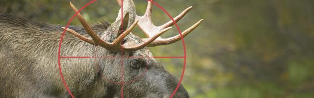 Охота вне закона: десятки убитых животных, наркотики и оружие. Прокуратура обвинила четырех жителей Пярнумаа в браконьерстве