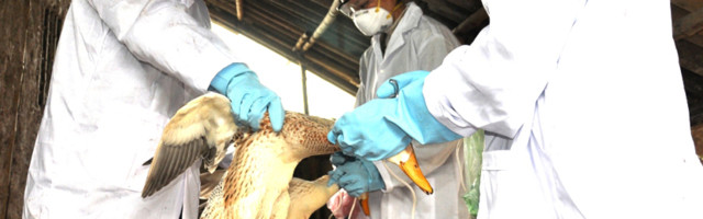 Первый в мире человек заразился птичьим гриппом H10N3 в Китае