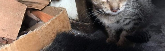 ФОТО | Утонувшие в грязи и умирающие от голода: в доме алкоголика нашли целую колонию спаривавшихся между собой кошек