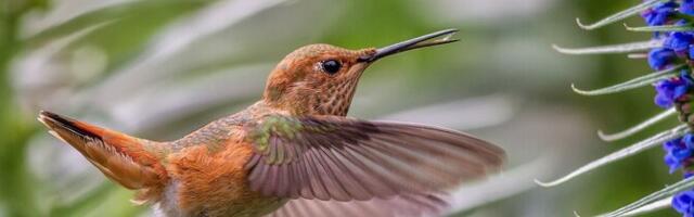 Исследование: колибри и пчелы ежедневно употребляют алкоголь