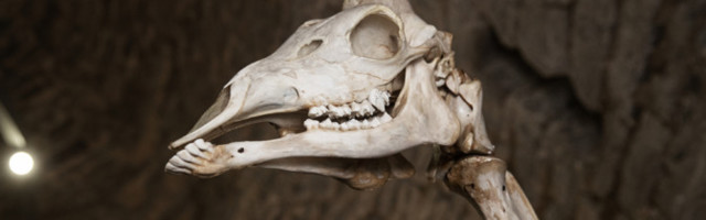 ФОТО: в музей Кик-ин-де-Кек привезли скелет жирафа