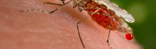 В Финляндии обнаружен новый вид комаров – они распространяют вирус лихорадки Западного Нила