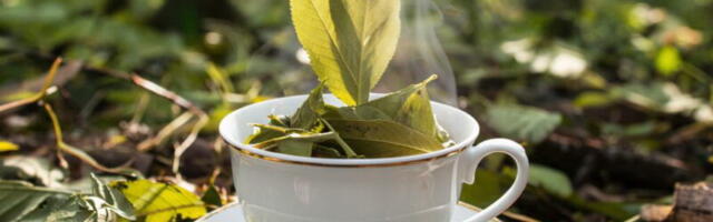 При отёках в конечностях пейте не кофе, а чай из берёзовых листьев