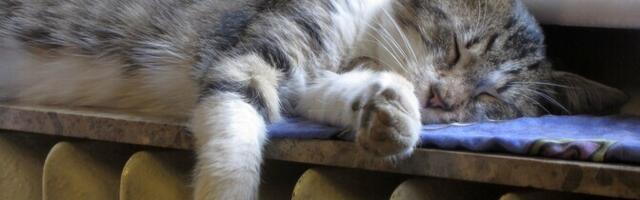 В Нарве продлили срок подачи заявок на конкурс по поиску поставщика центрального теплоснабжения