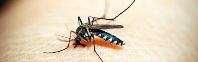 Правда ли, что ВИЧ может передаваться при укусах комаров?