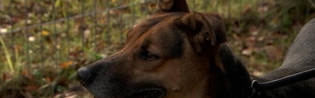 Несколько приютов в Эстонии дают волонтерам возможность выгуливать собак