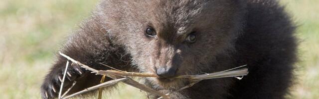 Медвежонок погиб, сражаясь за свою жизнь