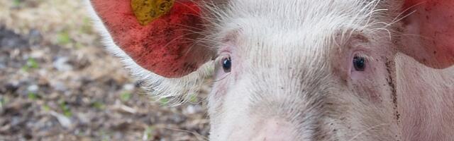 В волости Рыуге в Вырумаа обнаружена африканская чума свиней