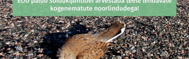 Эстонское орнитологическое общество просит водителей замечать неопытных молодых птиц, вылетающих на дорогу