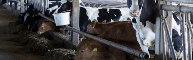 ТОП сельского хозяйства: молочные хозяйства выбились в лидеры