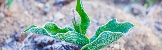 ПРОГНОЗ НА НЕДЕЛЮ | Ночные заморозки обещают вернуться. Какие дни будут самыми теплыми?