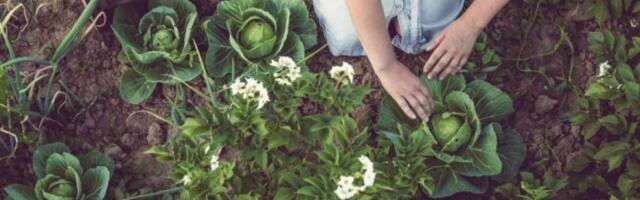 Капустофель: что это за растение, фото, как выглядит, существует или нет, где растёт