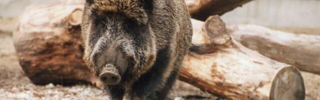 Тревога: на Сааремаа выявлена африканская чума свиней