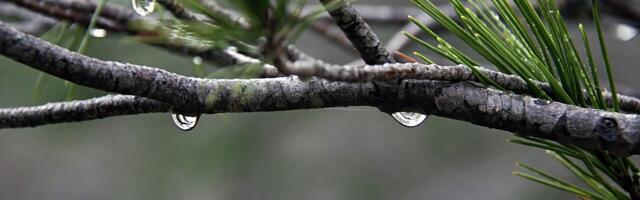Погода в Эстонии до четверга, 4 декабря: дожди и плюсовая температура