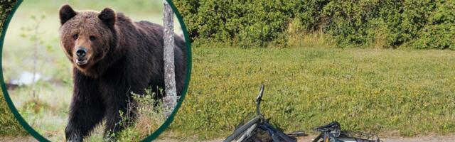 А был ли медведь? У семьи, оказавшейся на месте происшествия, своя версия „нападения“ животного на велосипедиста