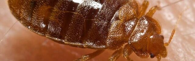 Биолог: химические средства против клопов становятся все менее эффективными