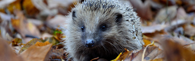 «Машины для убийств»: в Новой Зеландии пытаются избавиться от ежей