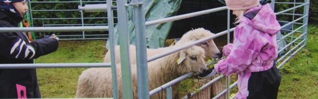 Живой уголок детского сада "Ласточкино гнездо" пополнили две овцы