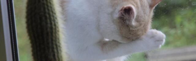 Коты стали чаще выпадать из окон. Ветеринарная скорая обратилась к владельцам