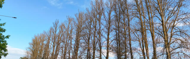 С обочины дороги уберут опасные деревья