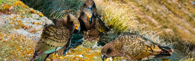 Альпийские попугаи сбежали в горы, чтобы не встречаться с людьми