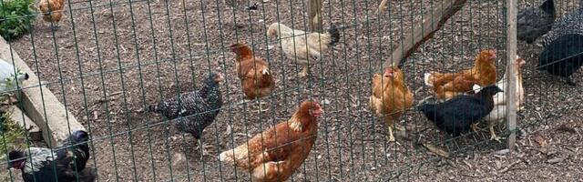 В Ярвамаа был выявлен птичий грипп