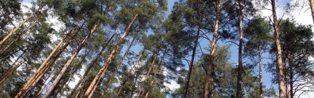 Страну послали лесом: экоактивисты не нарадуются на Латвию. А что нам с этого?