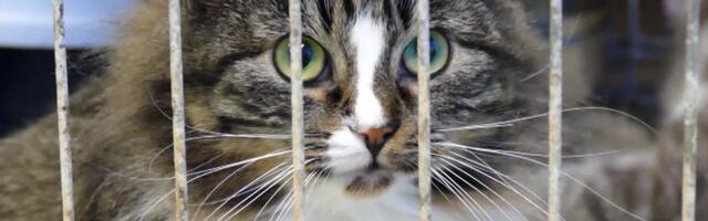 Защитники животных выступают против внесения поправок в Закон о защите животных