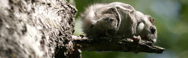 В ходе мониторинга RMK обнаружил 99 деревьев с белками-летягами