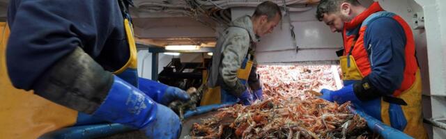 Беларусь побила рекорды поставок рыбы в Россию. Кажется, часть продукции — эстонская. А как же санкции?