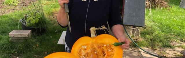 Кретинга — в тыквах